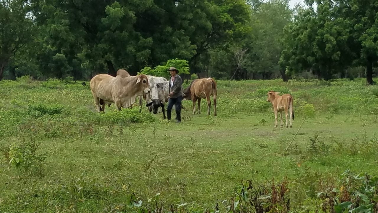 Campo2